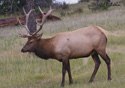 Cervus elaphus nelsoni